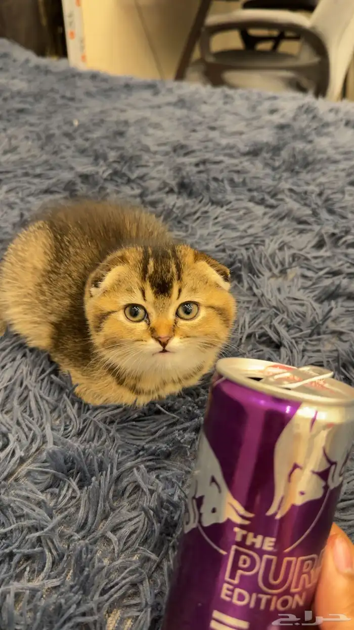 قطط سكوتش انثى دبل فولد شورت هير ذيل قصير حجمها صغير 6