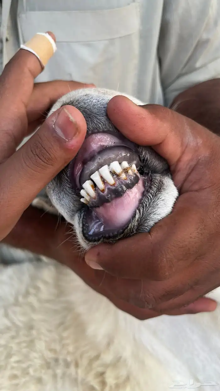 طلي فحل صنف الصنف 3