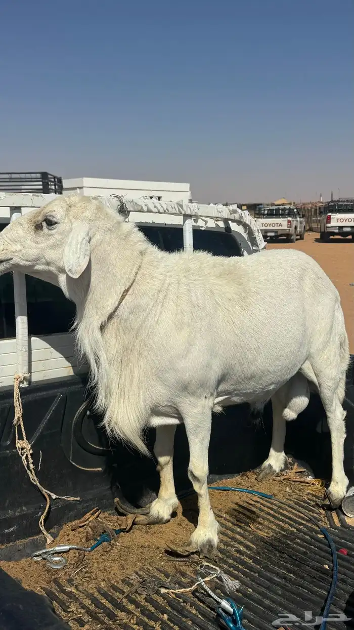 فحل كفو مشروط شرط ينسف 1