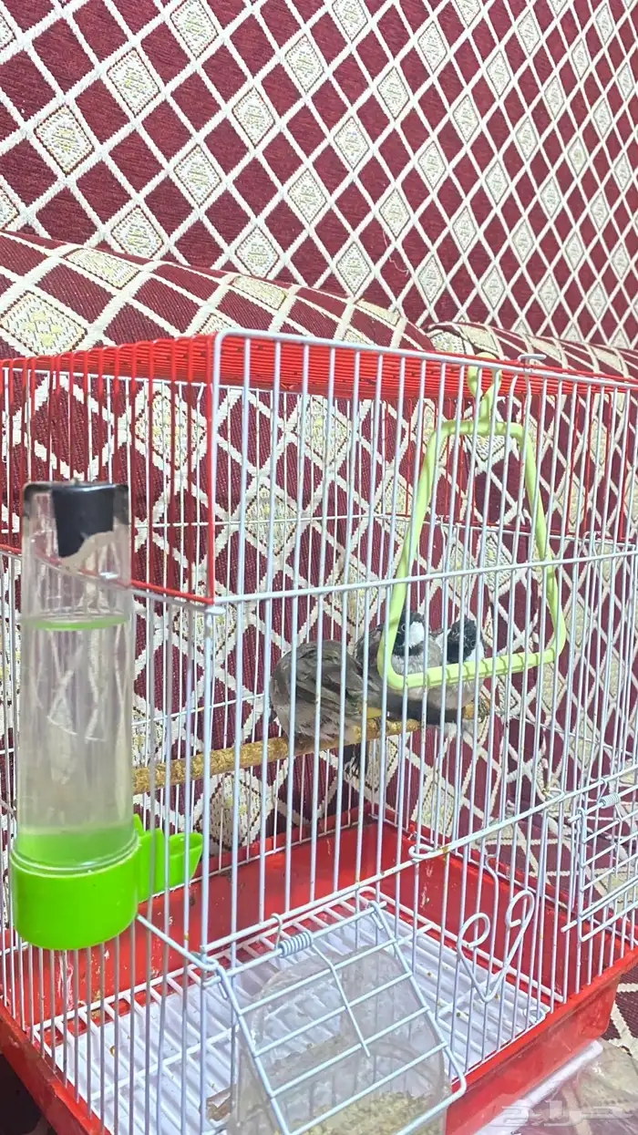 بلابل ثلاث للبيع 1