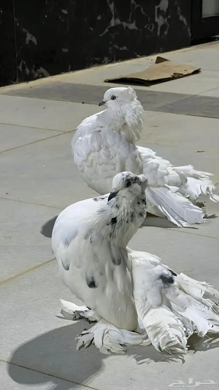 حمام رقاص هندي 2