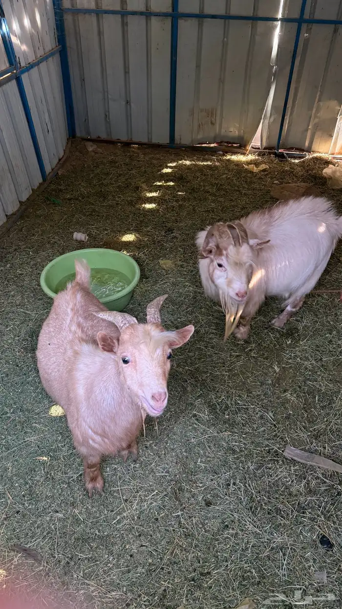 فحيل ماعز قزم 0