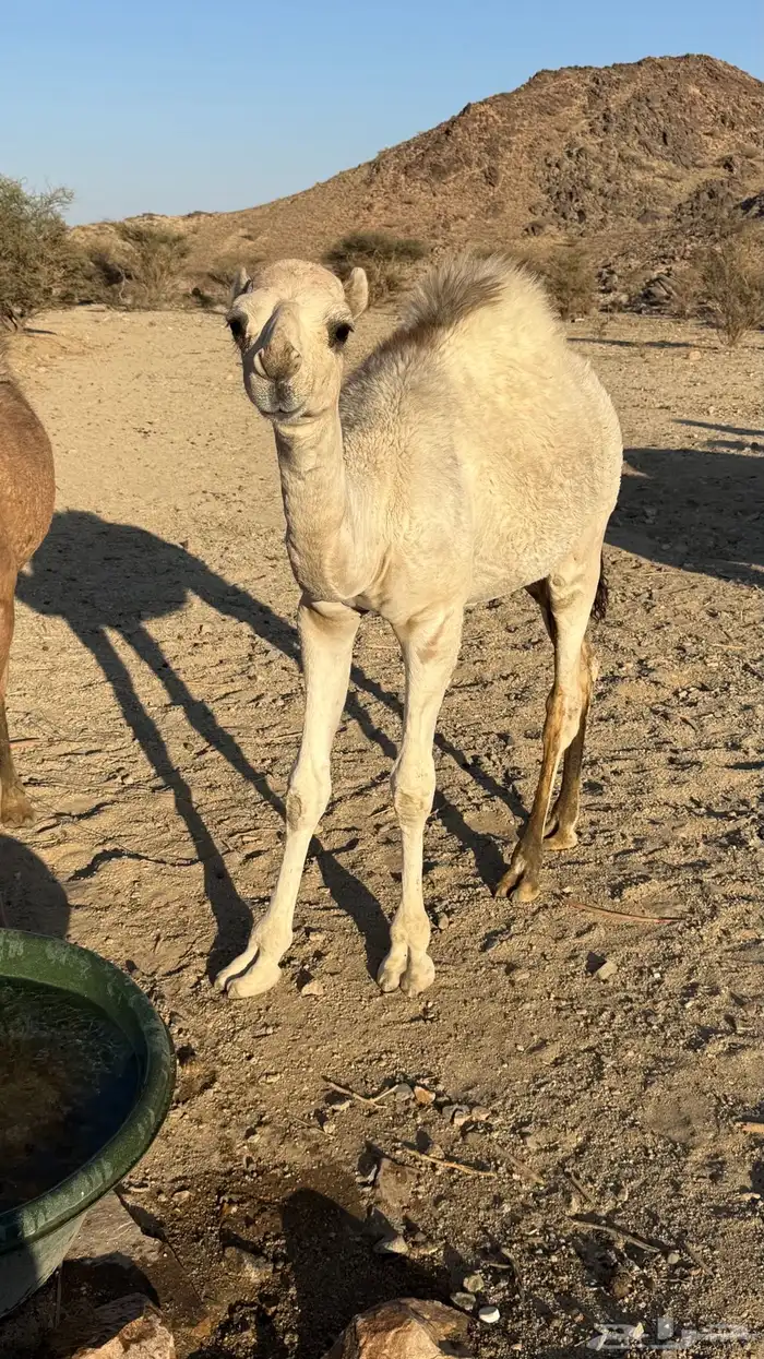 قعود للبيع 0