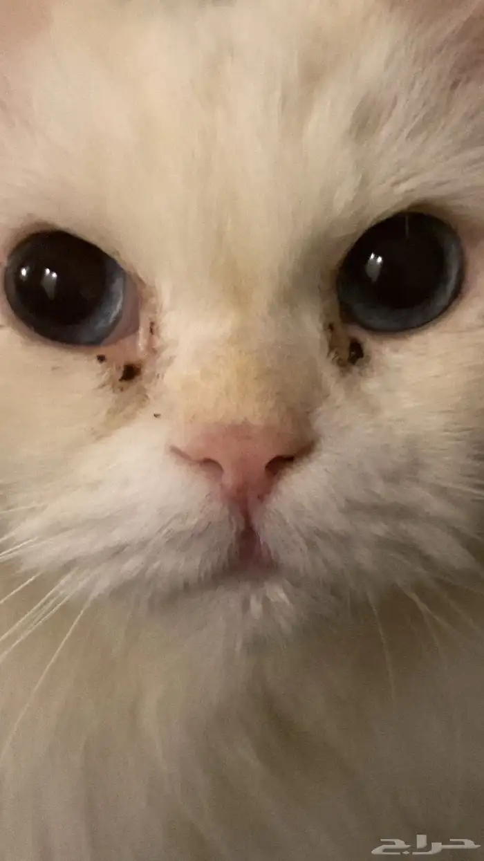 قط شيرازي أنثى لل تبنى بشرط انه يوقع عقد انه ياكلها كل يوم 2