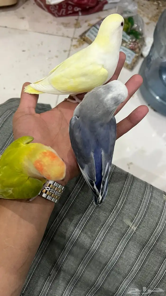 طيور روز جمله 150 تفريد 200 3