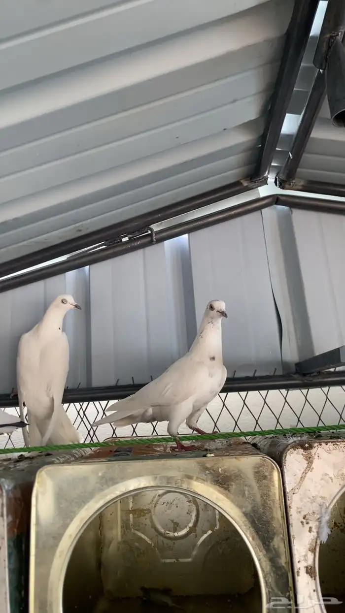 حمام باكستاني 5