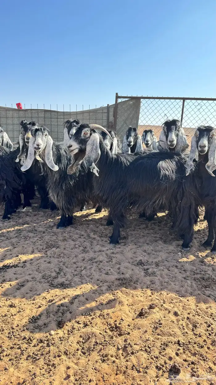 معزا عوارض 2