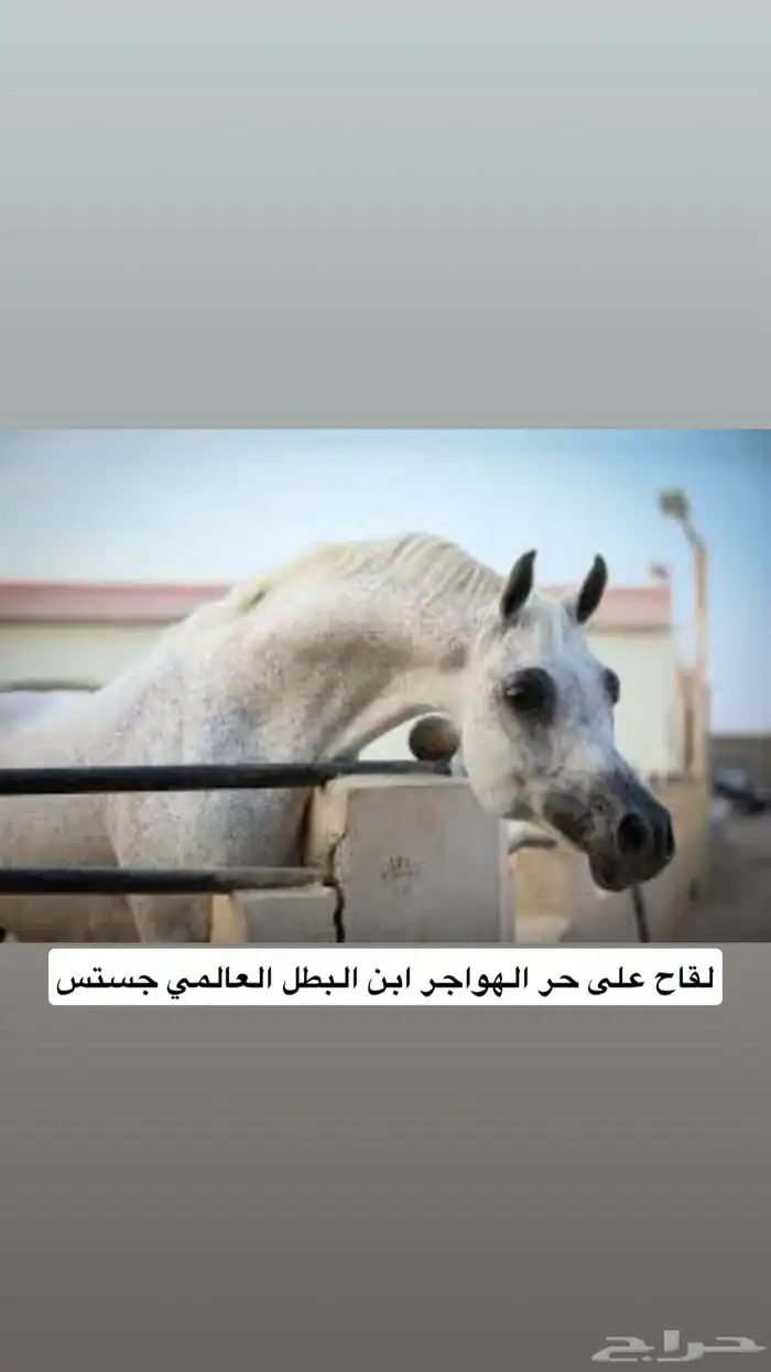 فرس واهو شيخة اصيلة منتجة وحامل (بيع مستعجل) 8