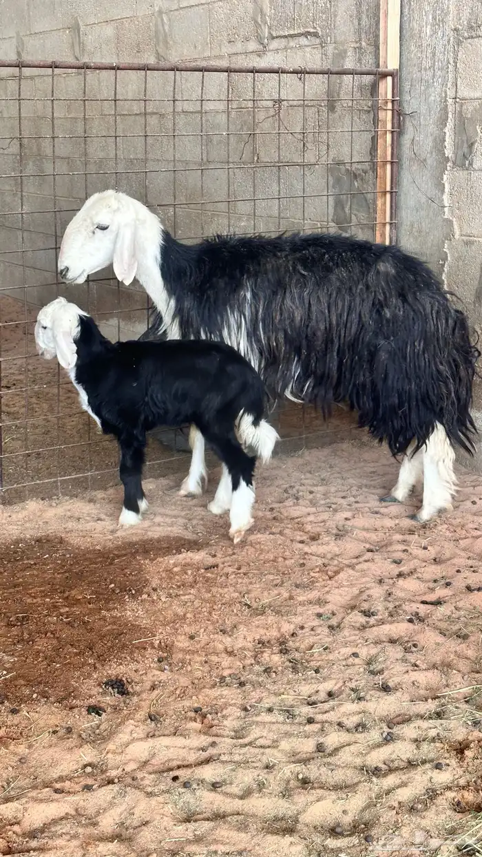 نجدية رباع والد (( تم البيع )) 2