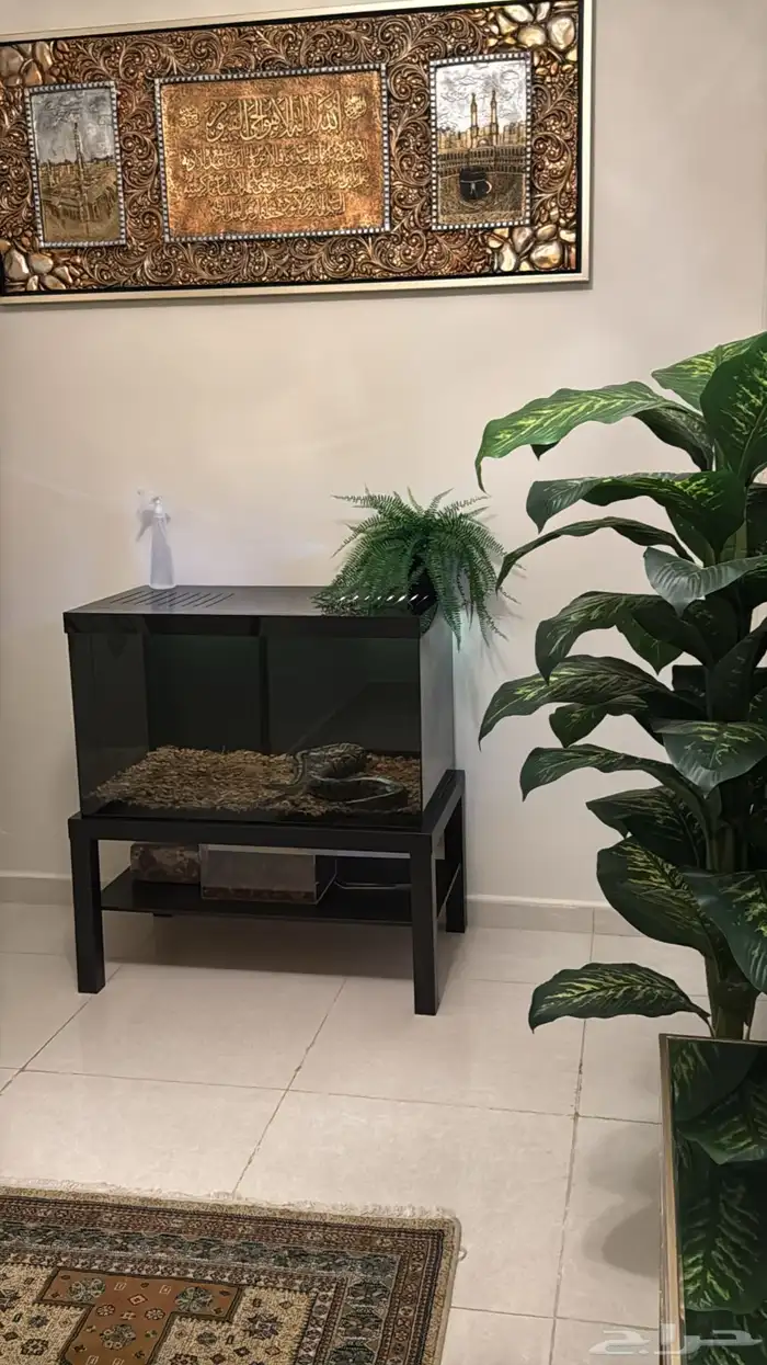 أحواض زواحف 7