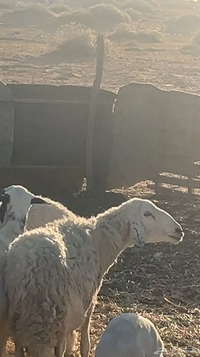 للبيع غنم 0