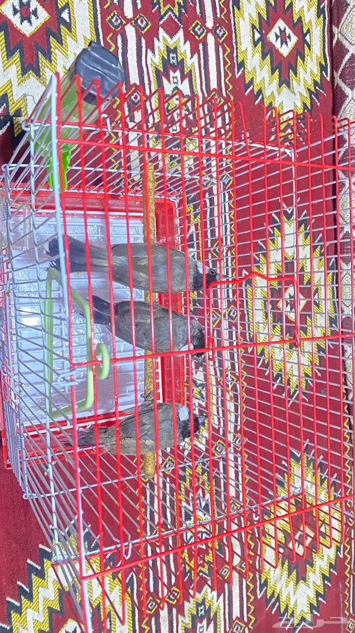 بلابل ثلاث للبيع 0