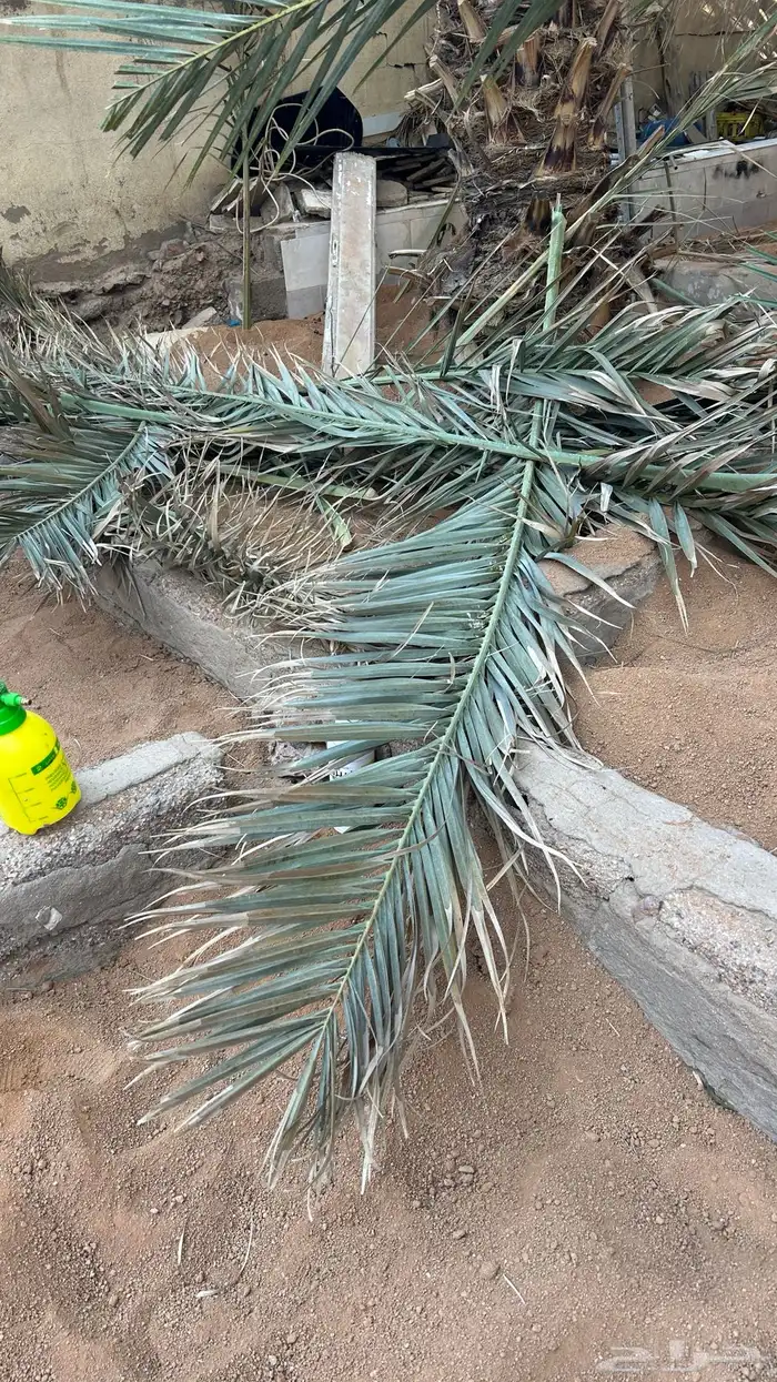 يوجد جريد لضع 0