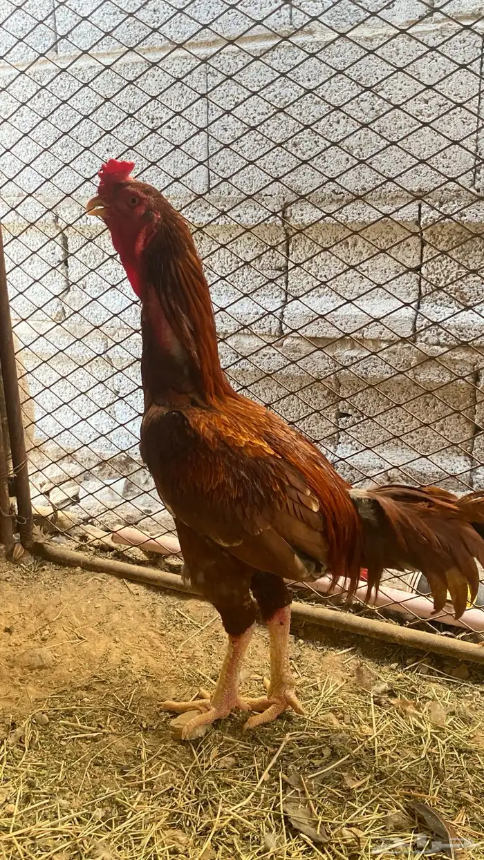 ديك سندي باكستاني 0