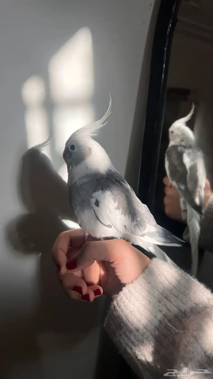 طيور للبيع 0