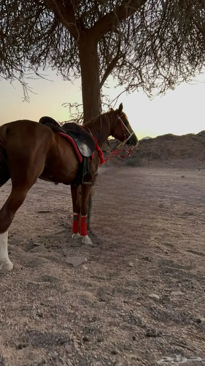 حصان للبيع البيع مستعجل 1