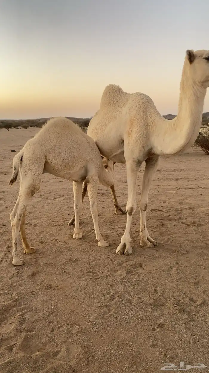 قعود عمره 7 شهور لباني ماشاءالله تبارك الرحمن 2