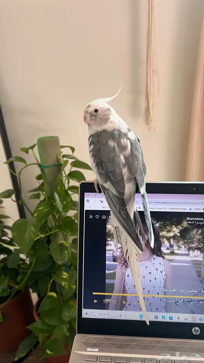 طيور للبيع 4