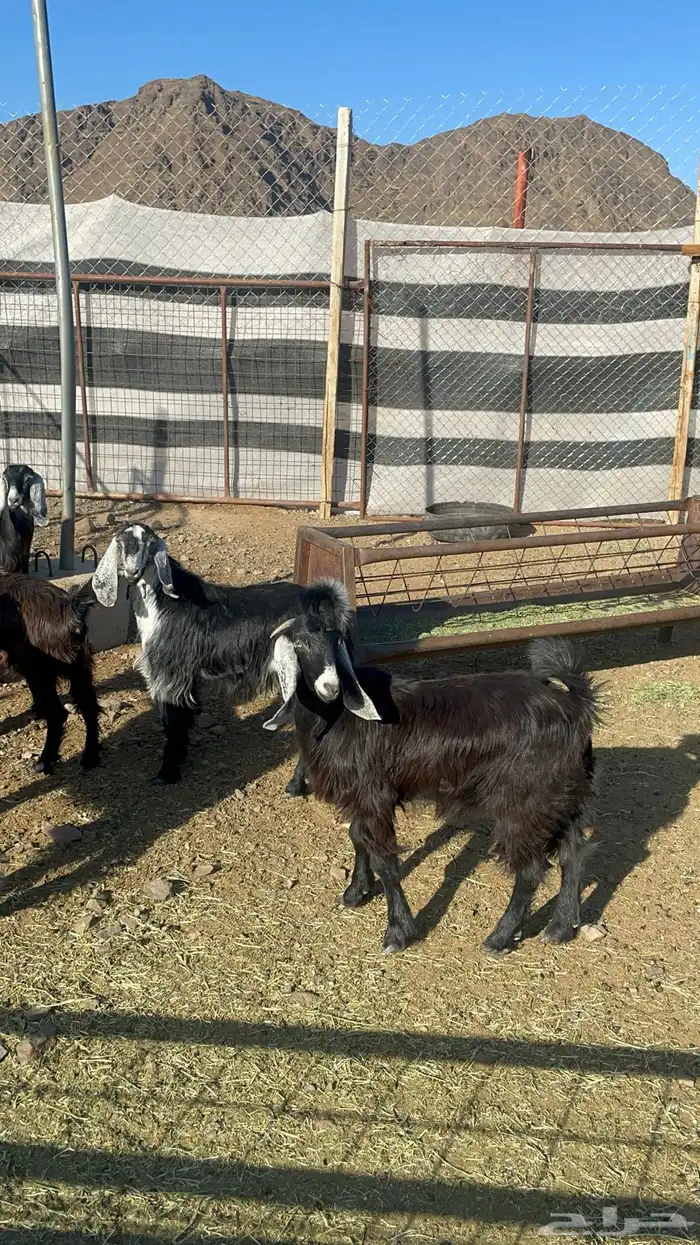 جفار ذبايح او مقنوي طيبات بالحيل(تم البيع) 8