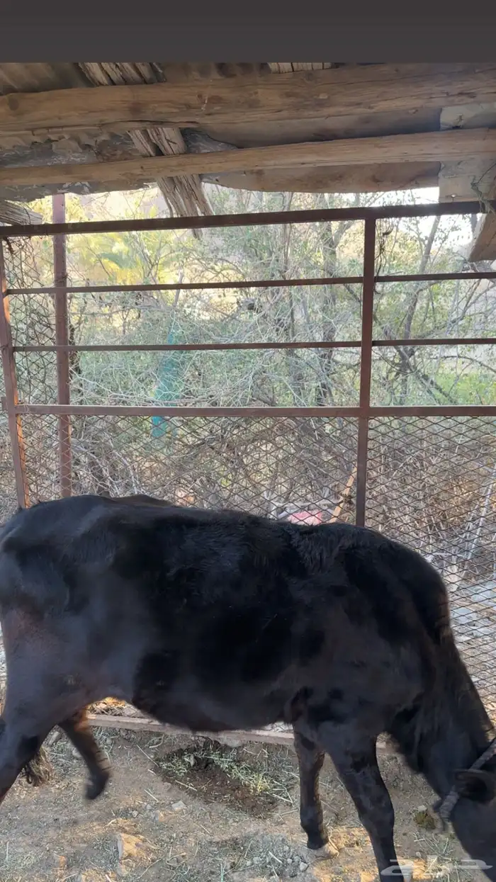 حسيله للبيع 1