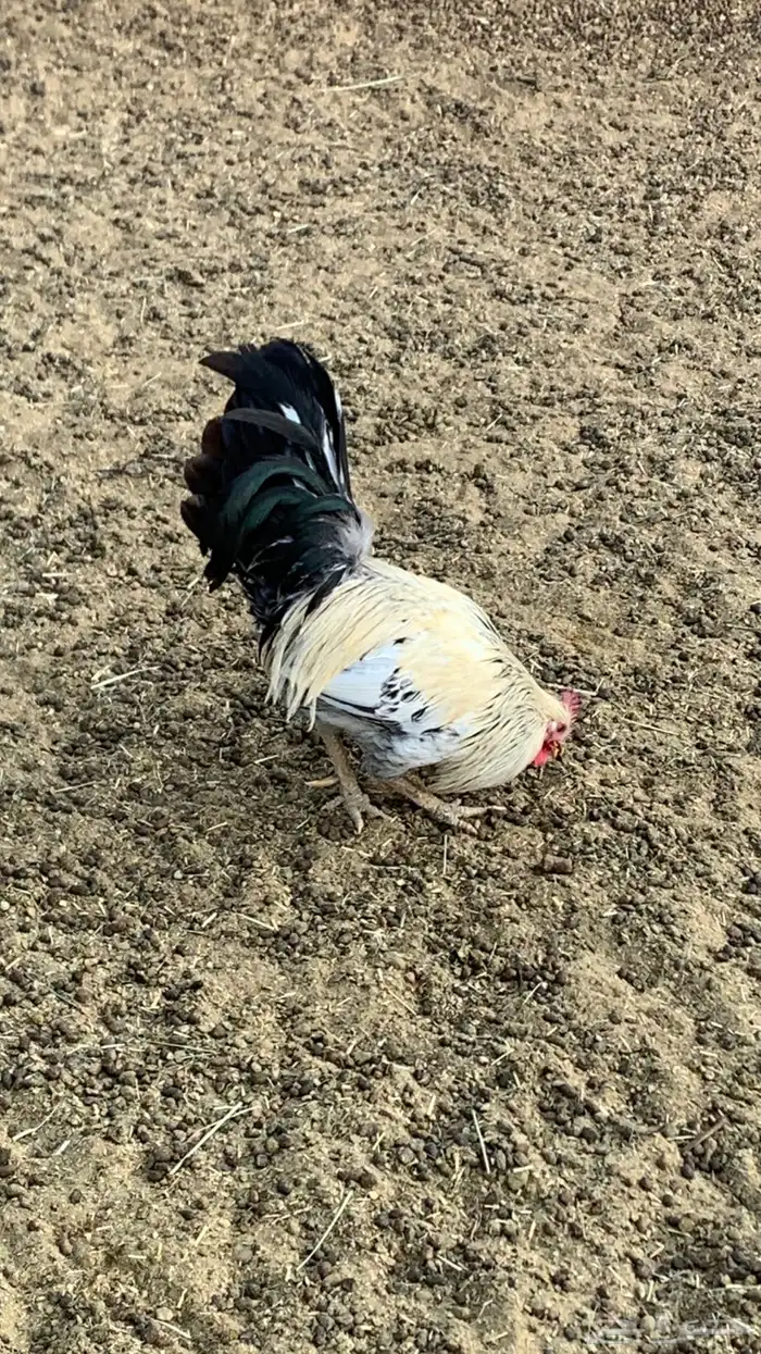 ديك ودجاجتين 2