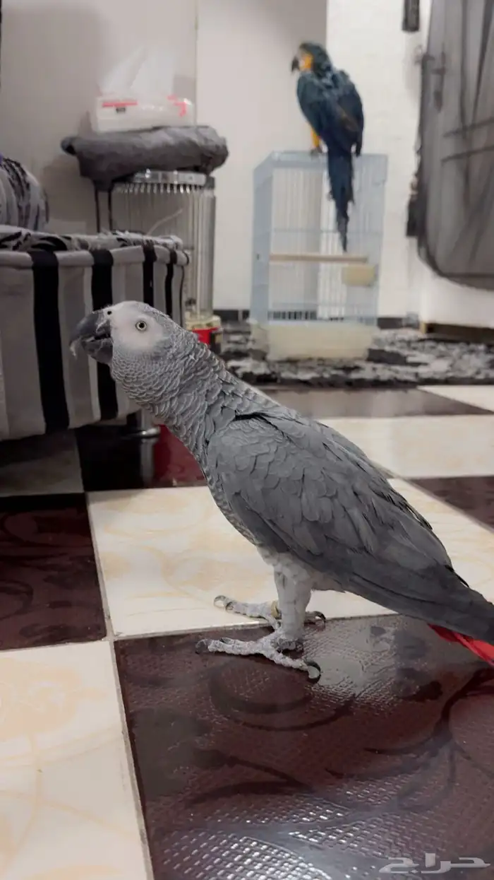 ببغاء كاسكو تم البيع الله يبارك للمشتري 1