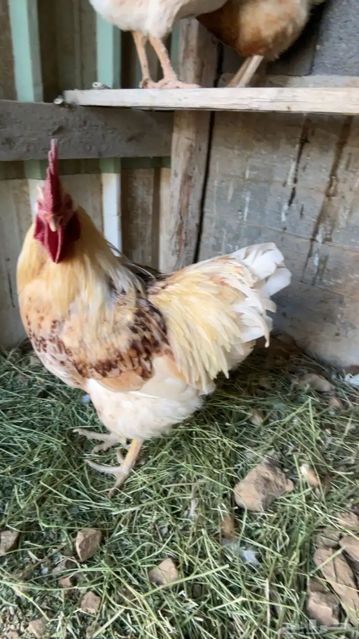 دجاج للبيع 0