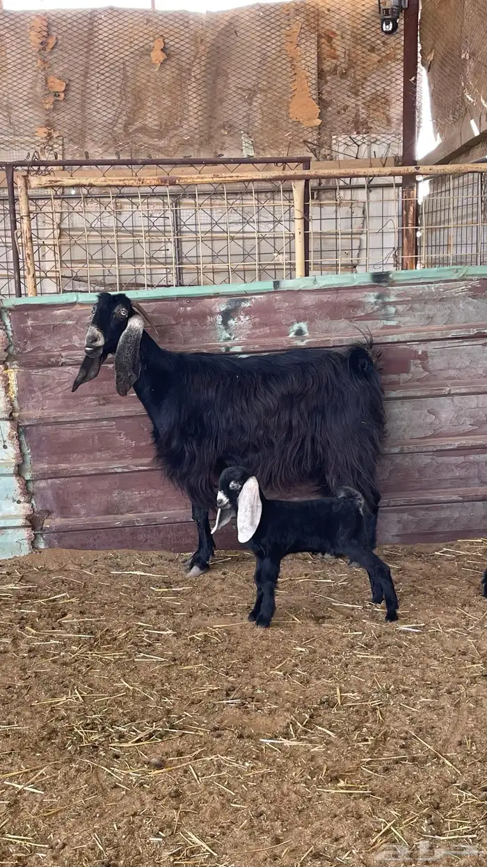 للبيع عنز تحتها ثنين تيوس 1