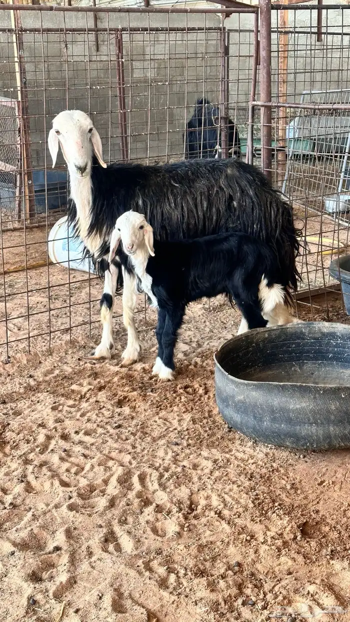 نجدية رباع والد (( تم البيع )) 0