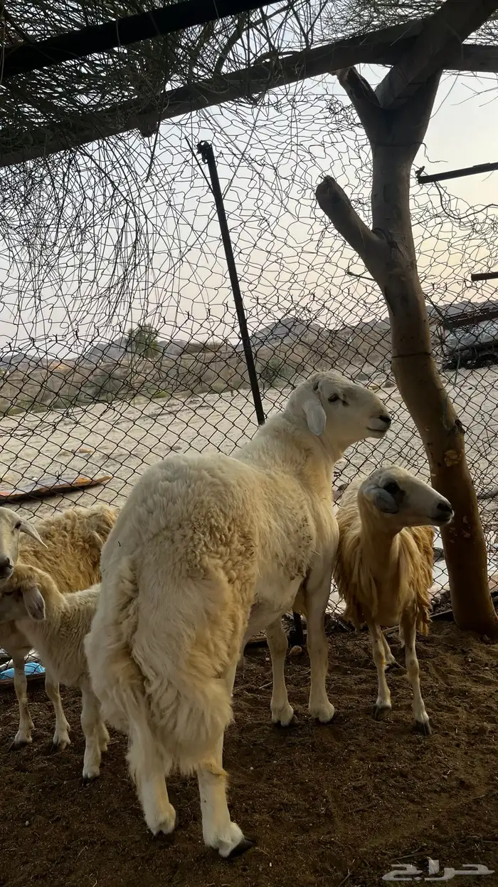 طلي فحل صنف الصنف 1