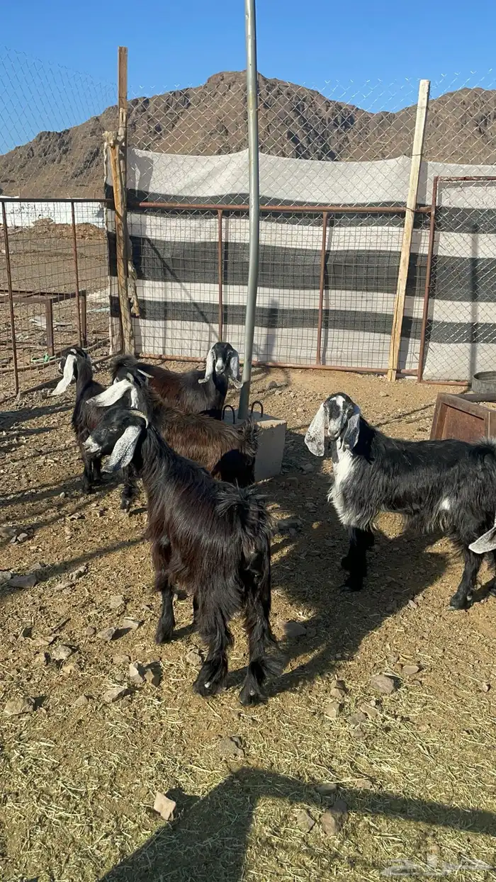 جفار ذبايح او مقنوي طيبات بالحيل(تم البيع) 7