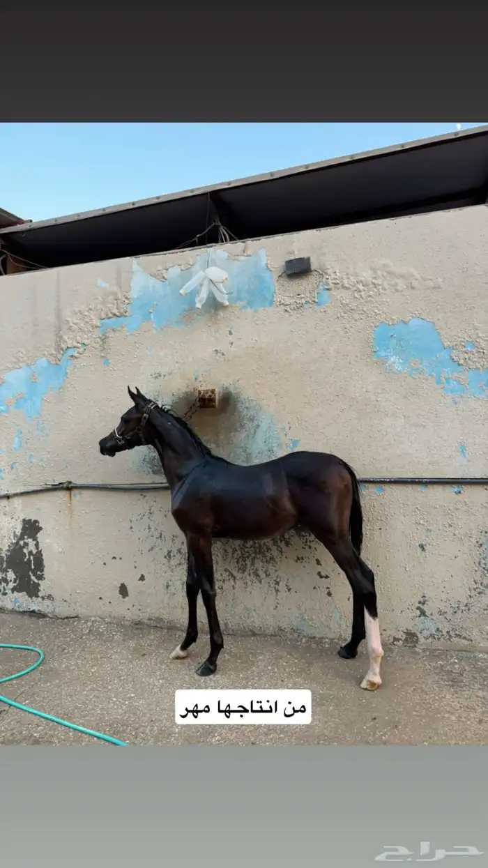 فرس واهو شيخة اصيلة منتجة وحامل (بيع مستعجل) 10