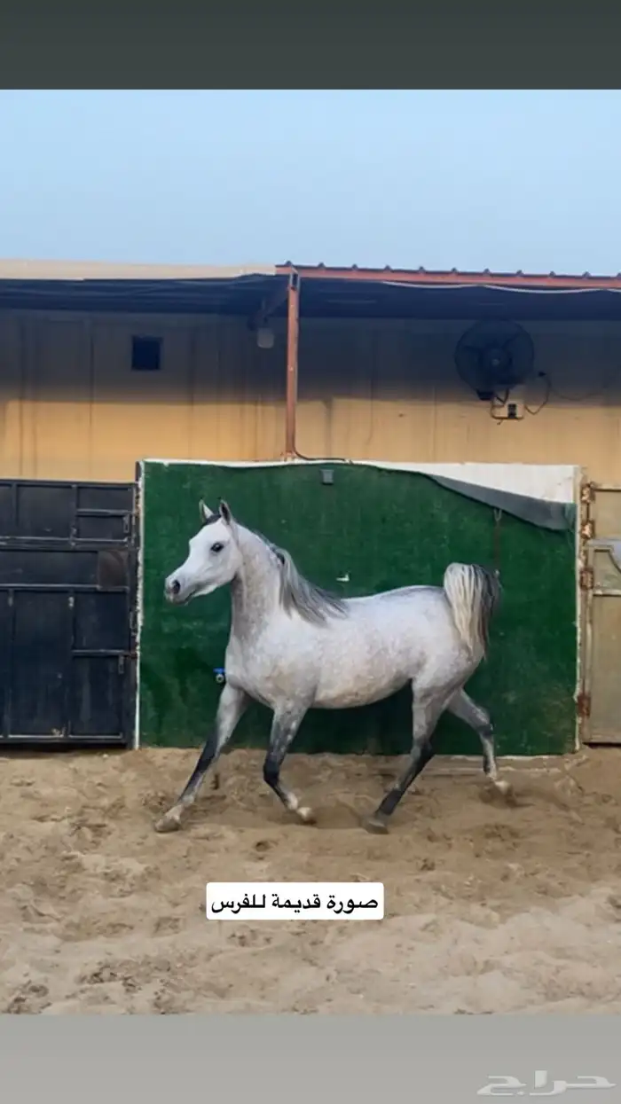 فرس واهو شيخة اصيلة منتجة وحامل (بيع مستعجل) 4