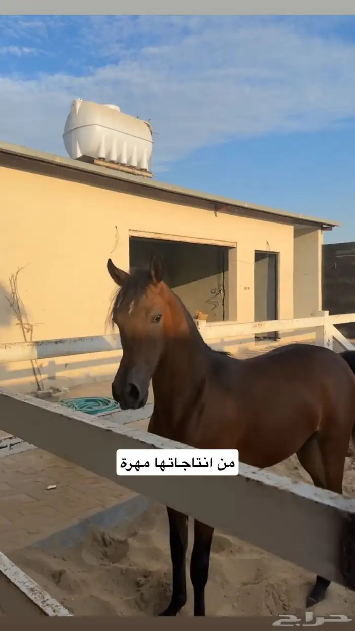 فرس واهو شيخة اصيلة منتجة وحامل (بيع مستعجل) 6