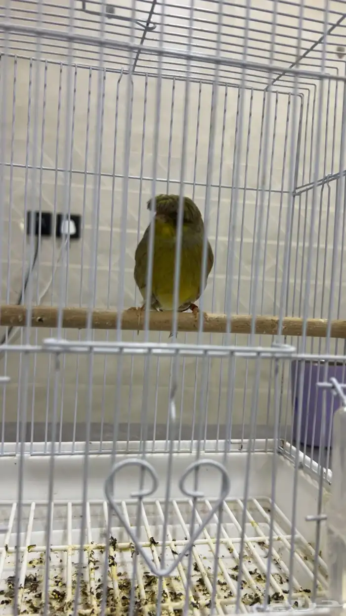 كناري جولستر 1