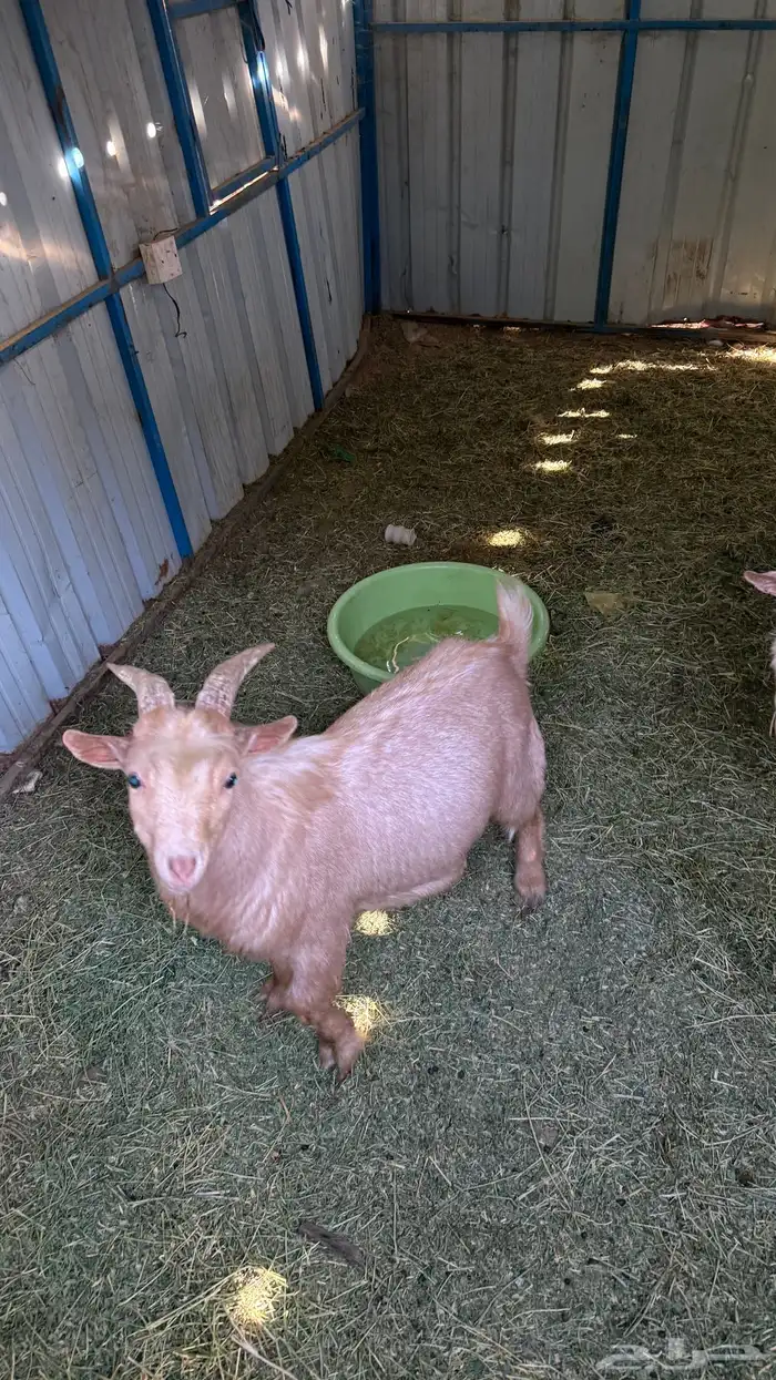 فحيل ماعز قزم 3