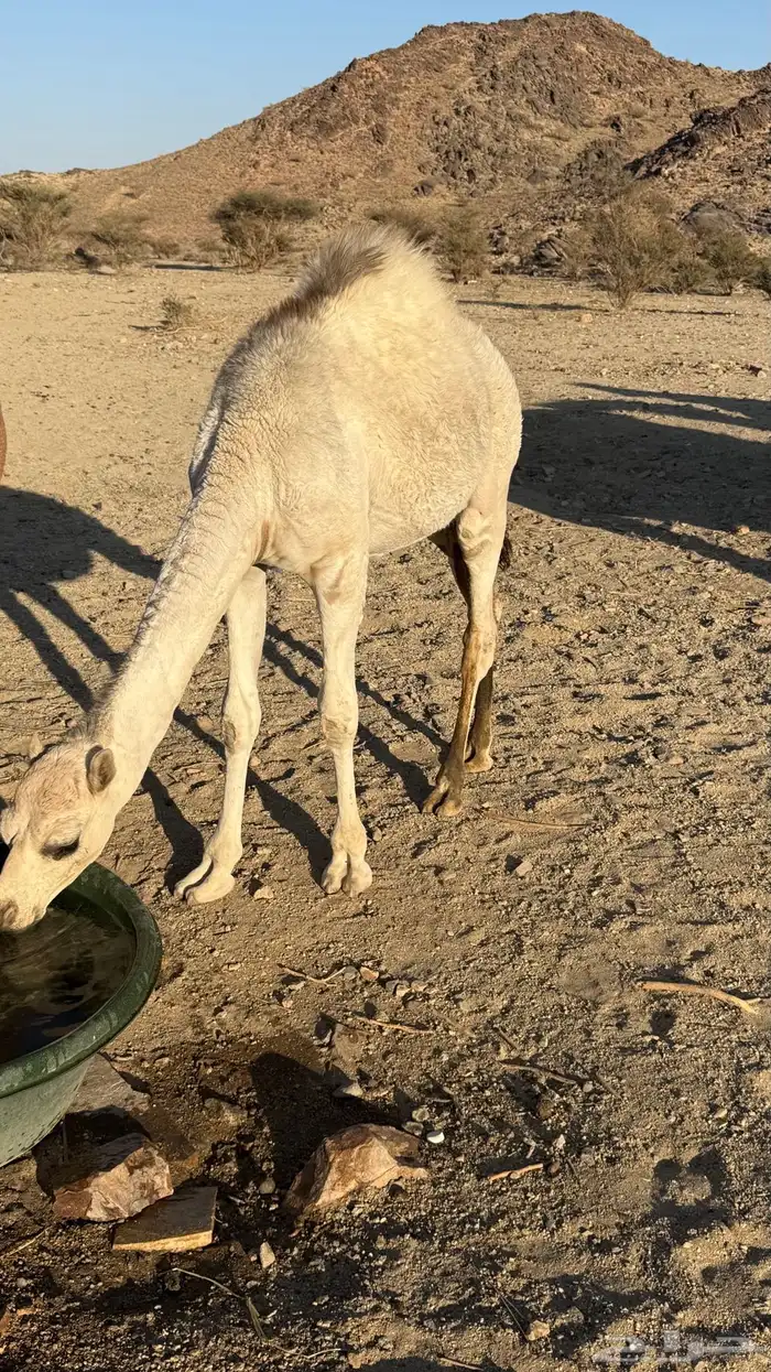 قعود للبيع 1