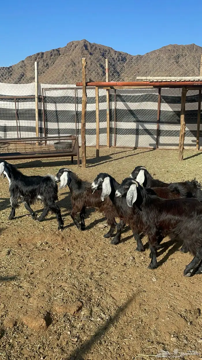 جفار ذبايح او مقنوي طيبات بالحيل(تم البيع) 0