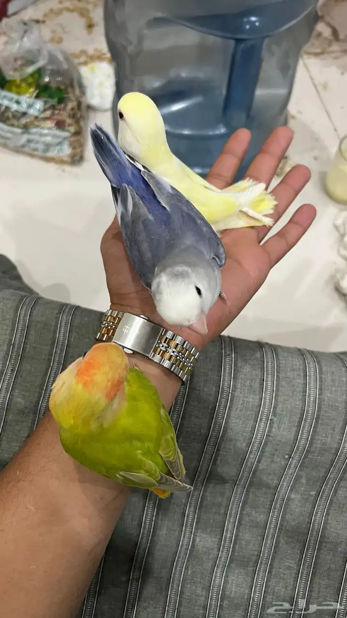 طيور روز جمله 150 تفريد 200 6