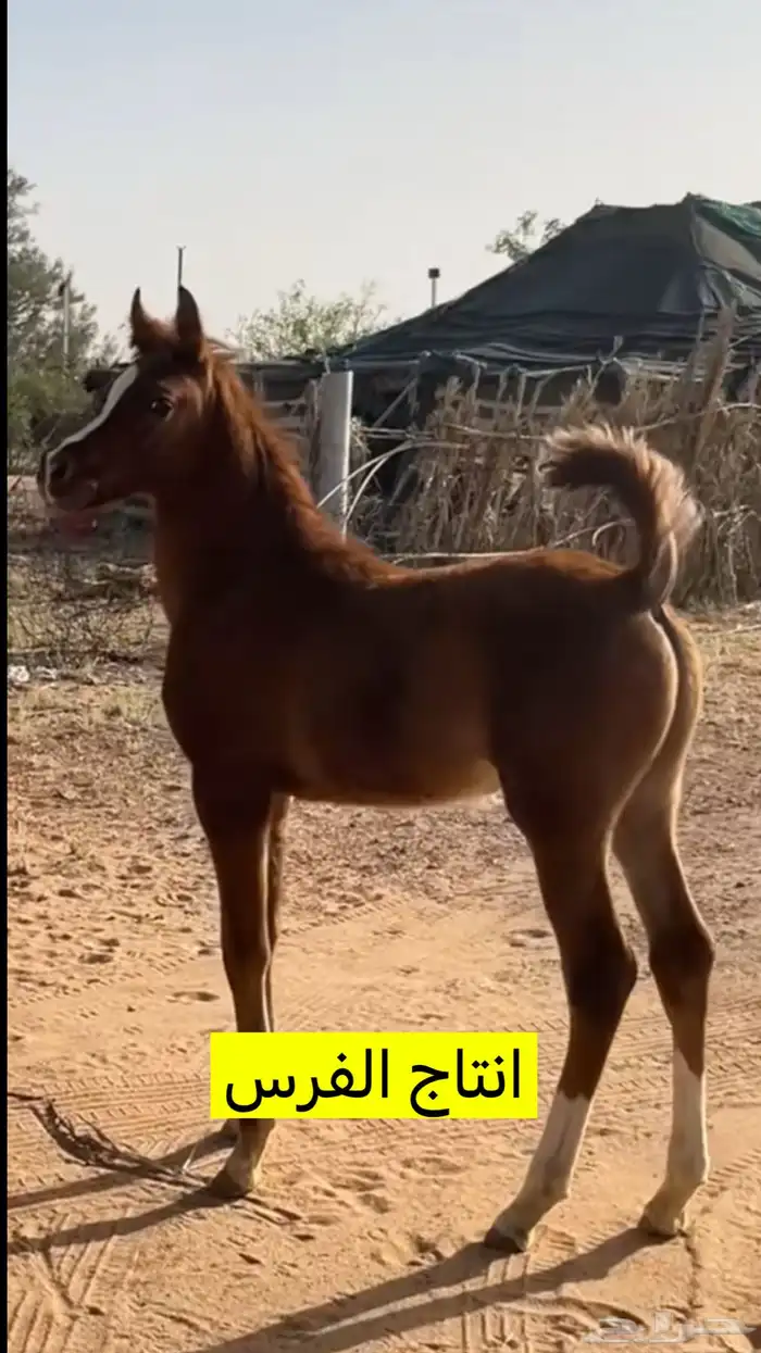 فرس واهو مكس جمال 4