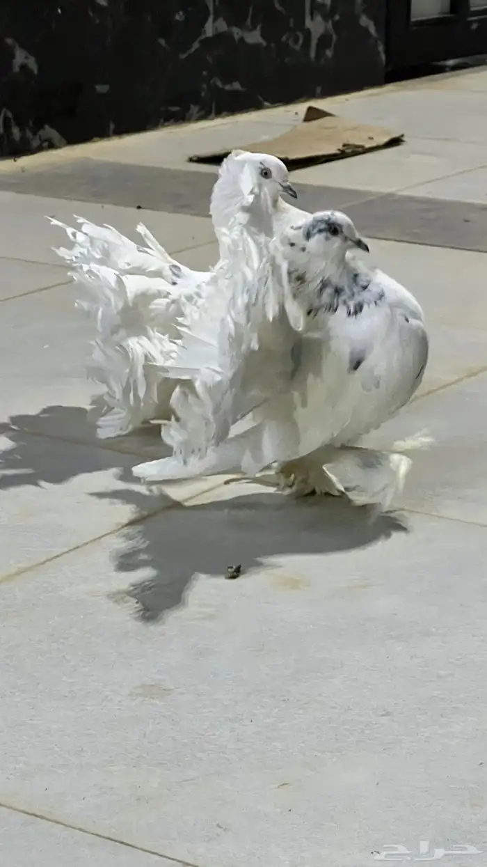 حمام رقاص هندي 0