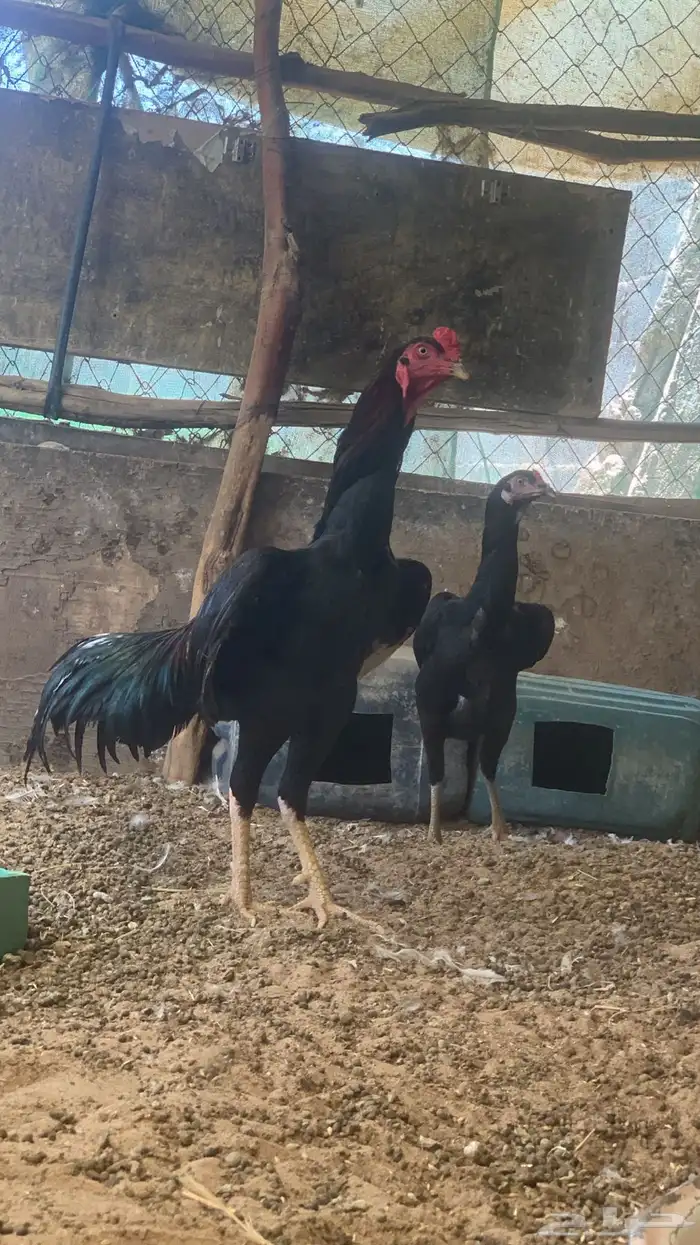 دجاج شامو الماني للبيع 5