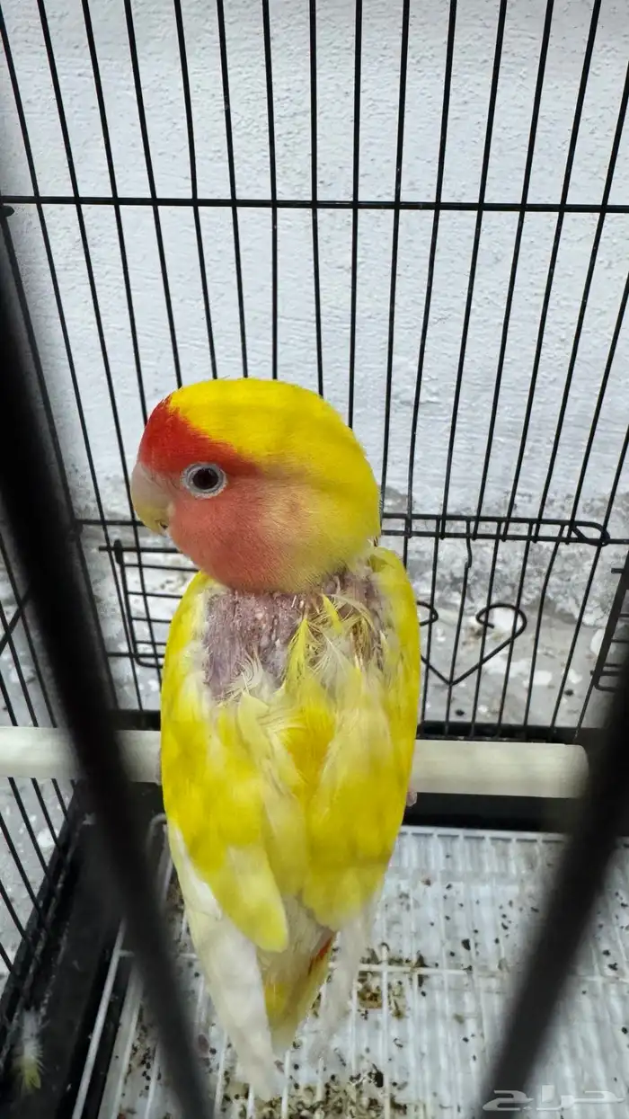 انثى روز لاتينو جاهزه 7