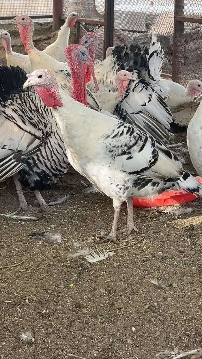 رومي الفراشه رويال منتج شرط 3