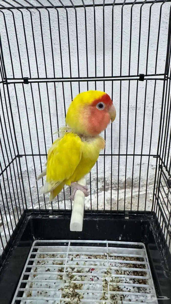 انثى روز لاتينو جاهزه 2