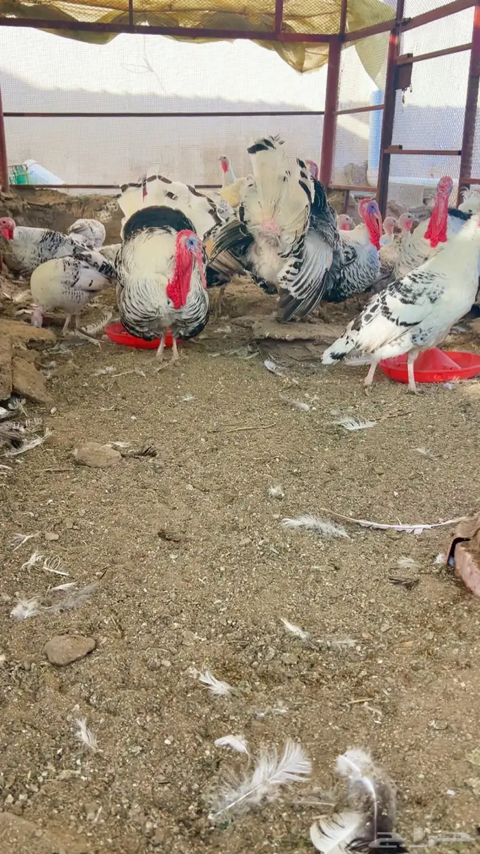 رومي الفراشه رويال منتج شرط 2