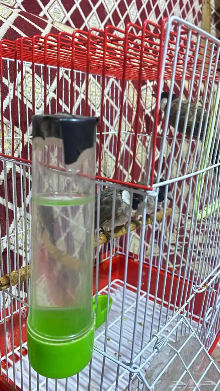 بلابل ثلاث للبيع 3