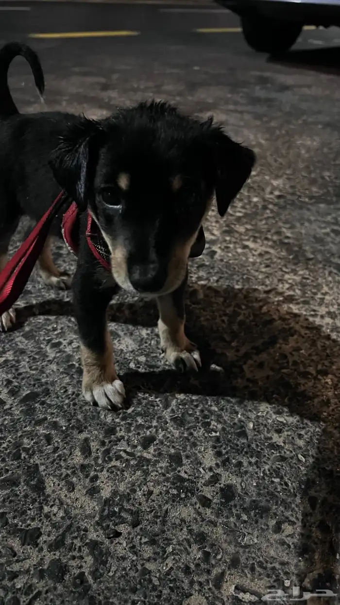 كلب للبيع عمره 3 شهور هجين جيرمن وروت وايلر 0