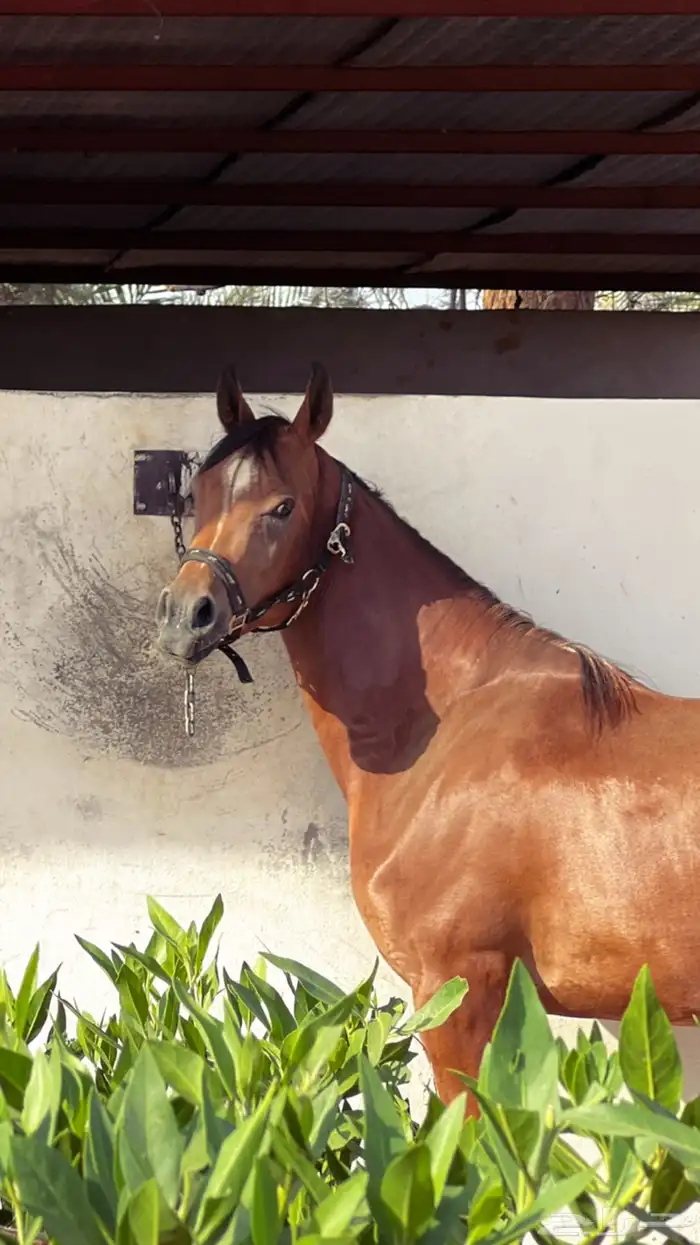 فرس واهو مكس جمال 2