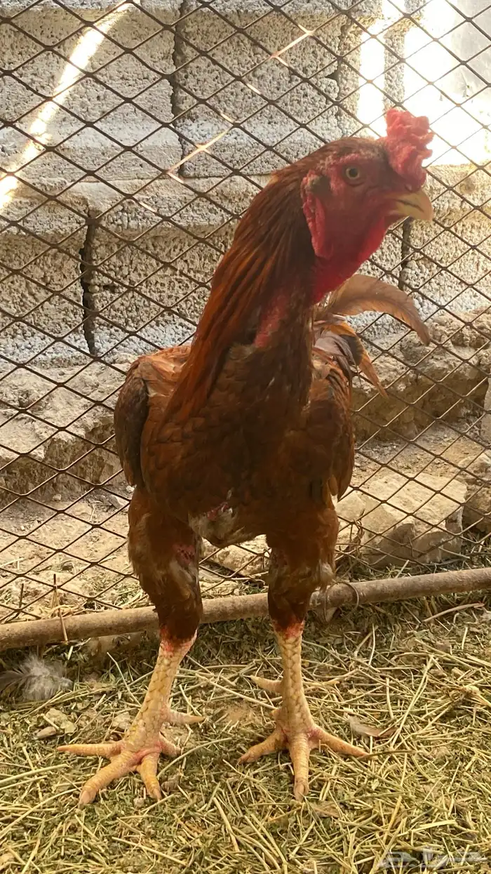 ديك سندي باكستاني 3